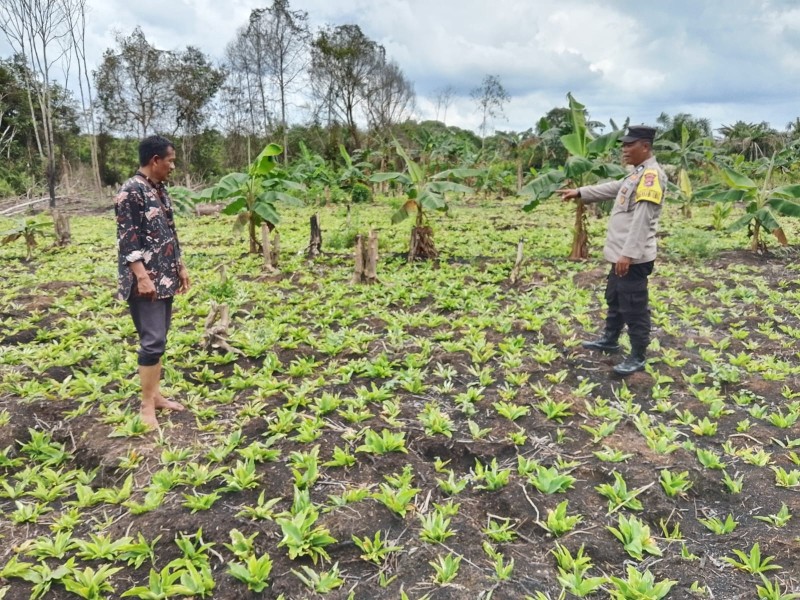 Dukung Ketahanan Pangan Nasional, Bhabinkamtibmas Polsek Gaung Cek Lahan Pertanian Milik Warga Desa Teluk Merbau