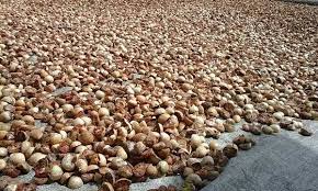 Turun Tipis, Harga Pinang Kering di Riau Rp10.458 per Kg