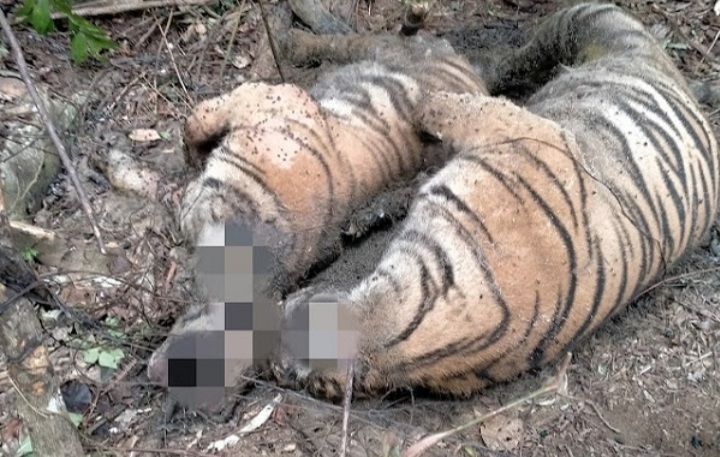 TRAGIS! Tiga Ekor Harimau Sumatera Mati Terkena Jerat Babi