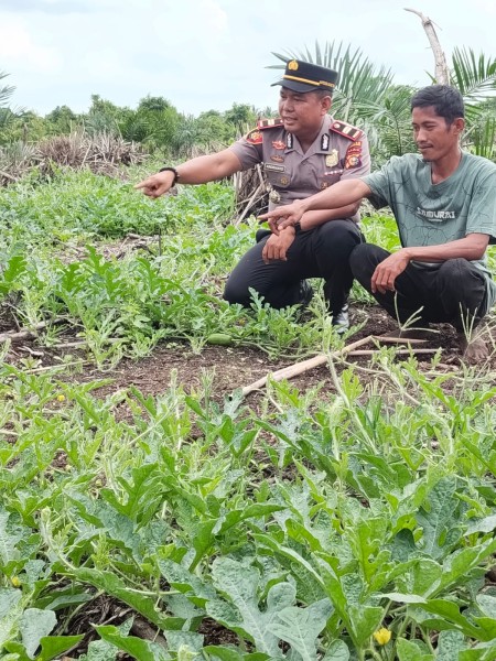 Polisi Cinta Petani: IPTU Andrianto Turun ke Sungai Luar, Dampingi Warga Rawat Semangka