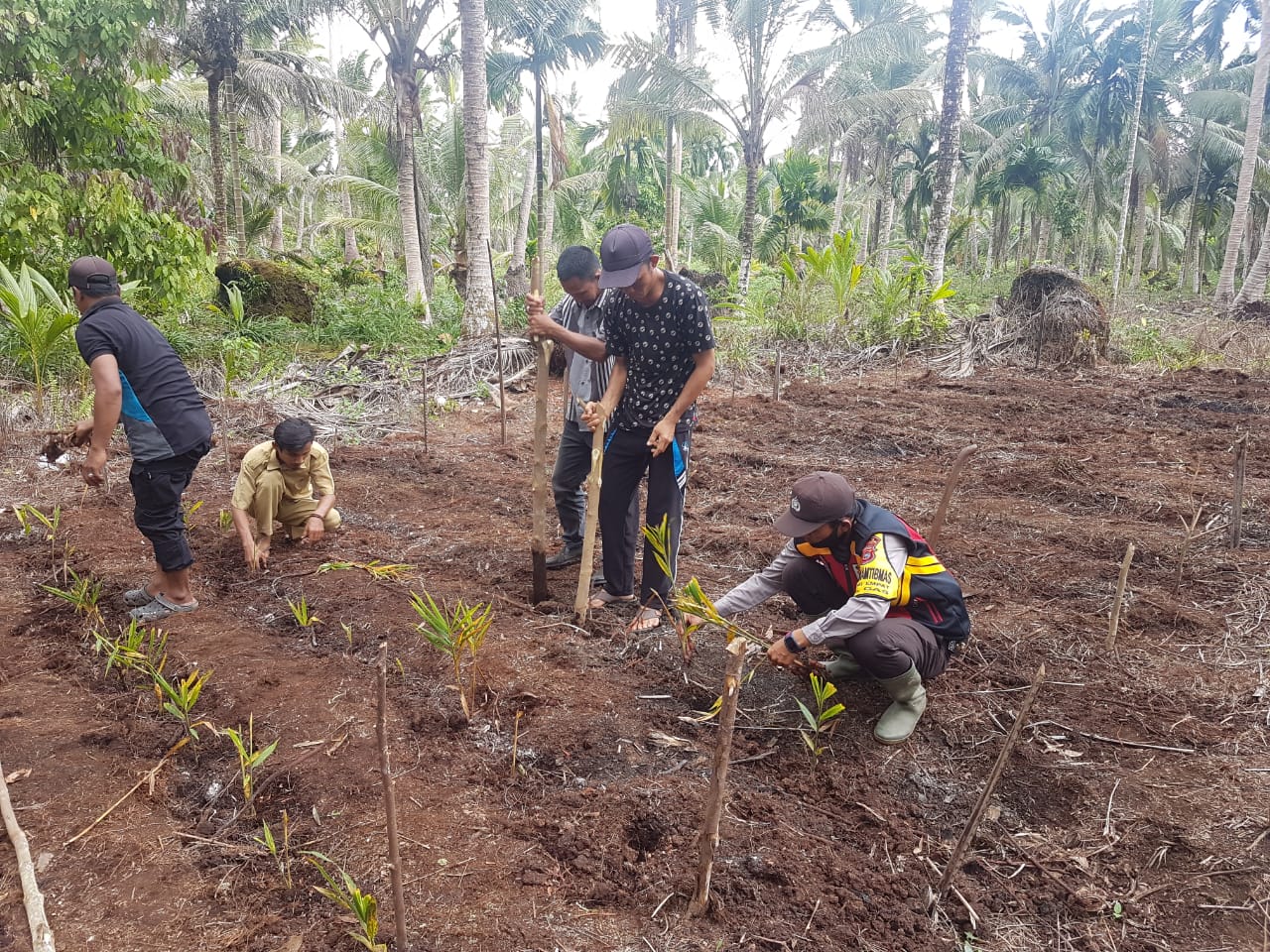 Bhabinkamtibmas Polsek GAS Kembali Semai Bibit Jahe dan Jagung     