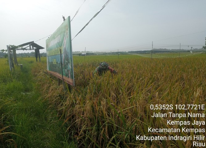 Babinsa 03/Tempuling Cek Persiapan Panen Padi 15 Juli Mendatang
