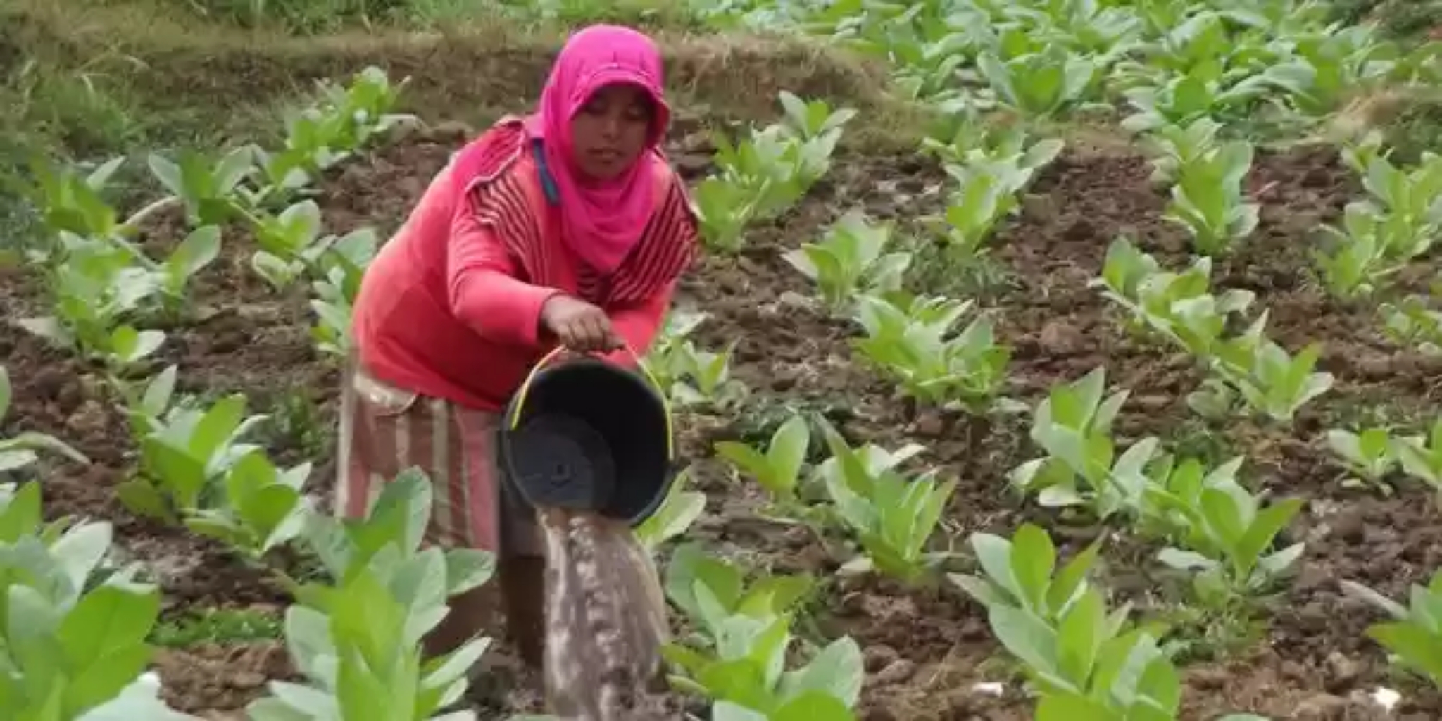 Ganjar Pranowo Khawatir Impor Tembakau Melonjak Jika Petani Ganti ke Komoditas Lain