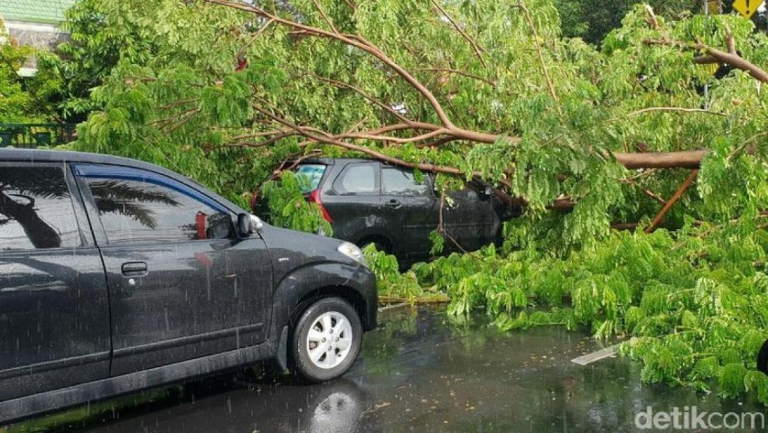 Pohon Tumbang Timpa Mobil dan Motor di Banyuwangi, Satu Orang Luka