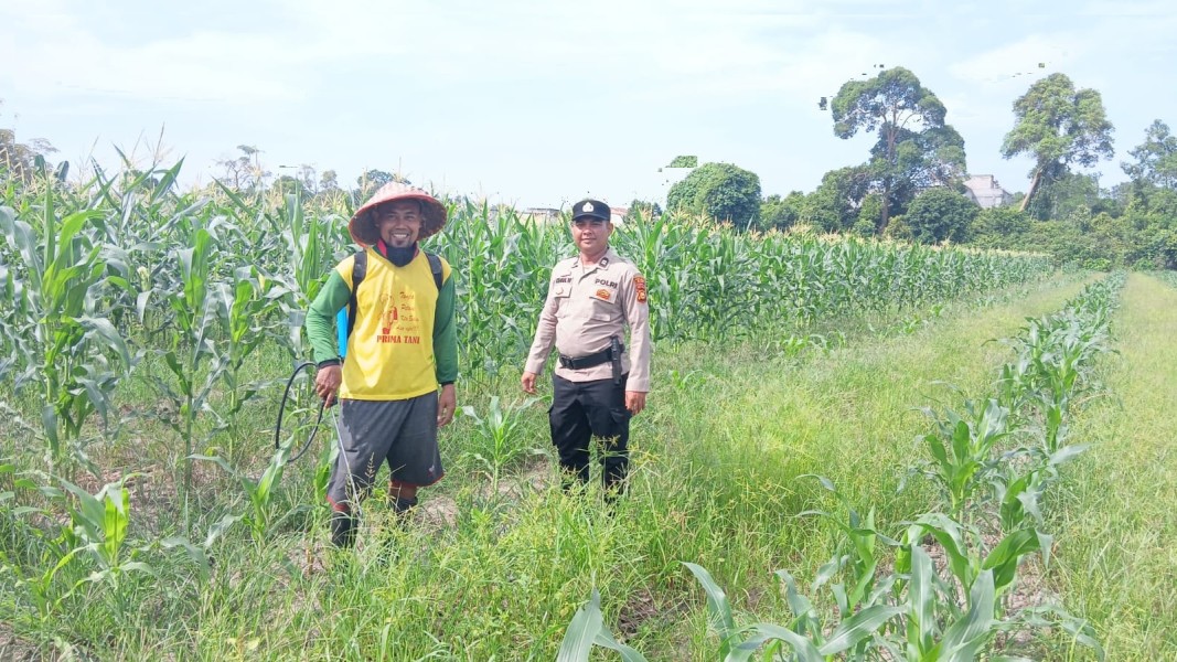 Polsek Siak Melalui Kanit Samapta Melaksanakan Kegiatan Pengecekan Kebun Jagung
