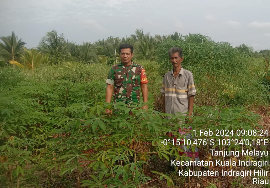 Bersama Masyarakat, Babinsa Koramil 04/Kuindra Lakukan Hanpangan Ketahanan Pangan di Desa Tanjung Melayu