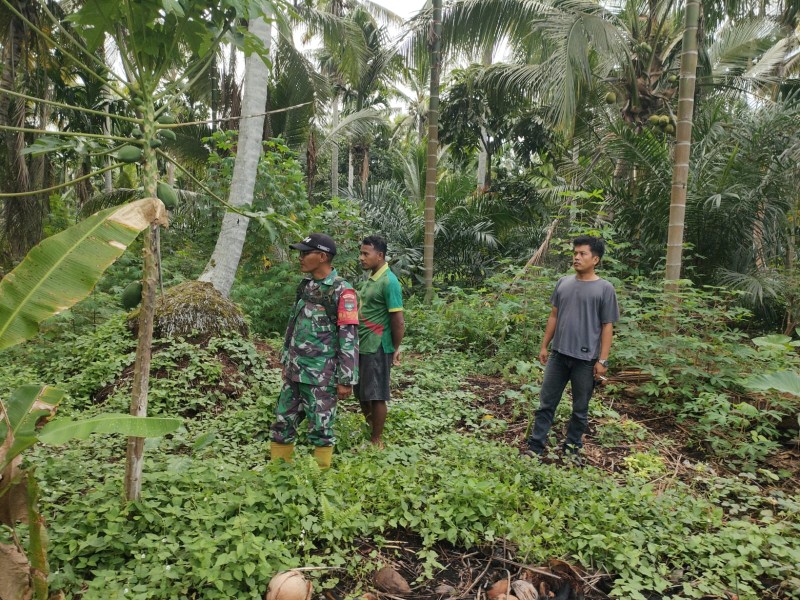 Babinsa Koramil 03/Tpl Laksanakan Patroli Tapal Batas Di Kebun Masyarakat Cegah Karhutla