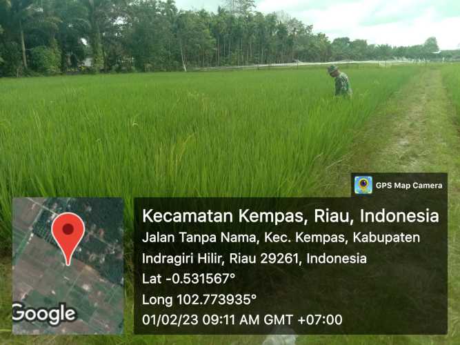 Serma W. Ardian Babinsa Koramil 03/Tpl Monitoring Hanpangan Padi
