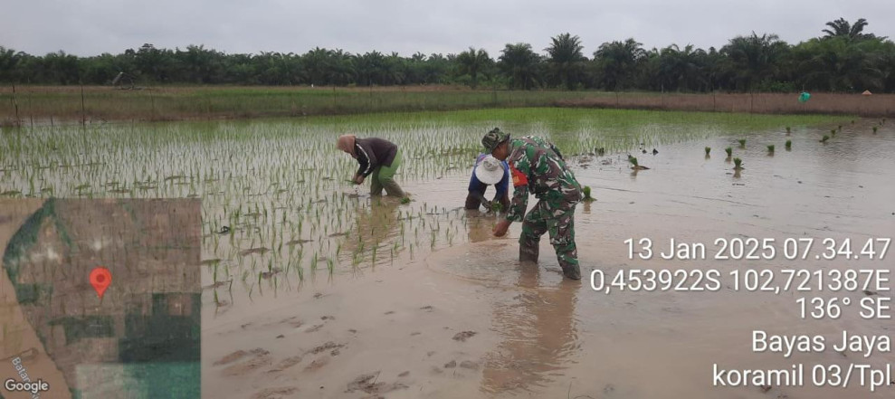 Bantu Petani Tanam Padi, Ini Car Babinsa 03/Tpl Turut Meningkatkan Ketahanan Pangan