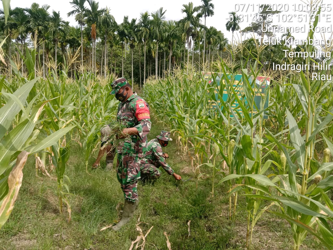 Babinsa Koramil 03/Tempuling Kodim 0314/Inhil Bersama Petani Bersihkan Rumput liar di Lahan Jagung