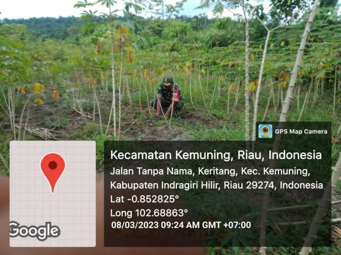 Tetap Jaga Ketahanan Pangan Melalui Pembersihan Gulma Koramil 09/Kemuning