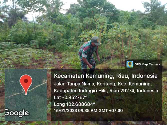 Koramil 09/Kemuning Lakukan Penyiapan Rumput Serta Pembersihan Gulma
