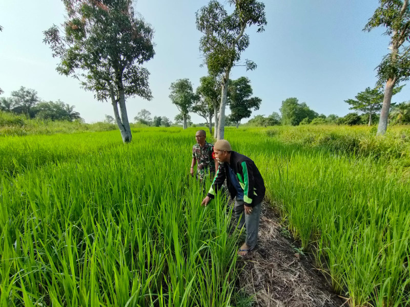 Cek Pertumbuhan Padi Babinsa Koramil 03/Tpl Laksanakan Komsos Dengan Petani