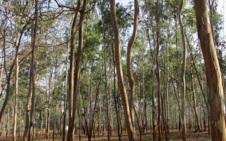 Tanaman Ini Banyak Terdapat di Riau, Kementerian Pertanian Sedang Kembangkan Jadi Obat Covid-19