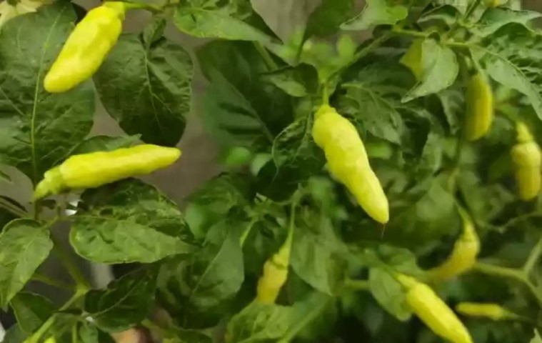 Harga Cabai Tembus Rp150.000/Kg, Mendag: Kerusakan Panen akibat Hujan