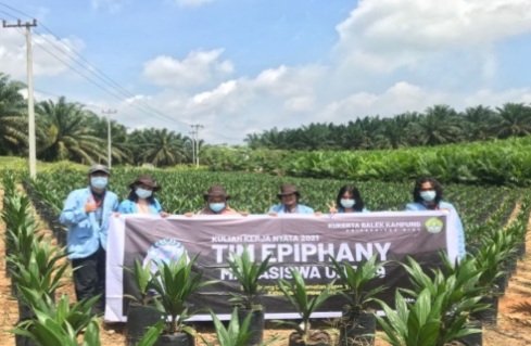 Pemeliharan Bibit Unggul Kelapa Sawit Kebun Tandun Desa Talang Danto