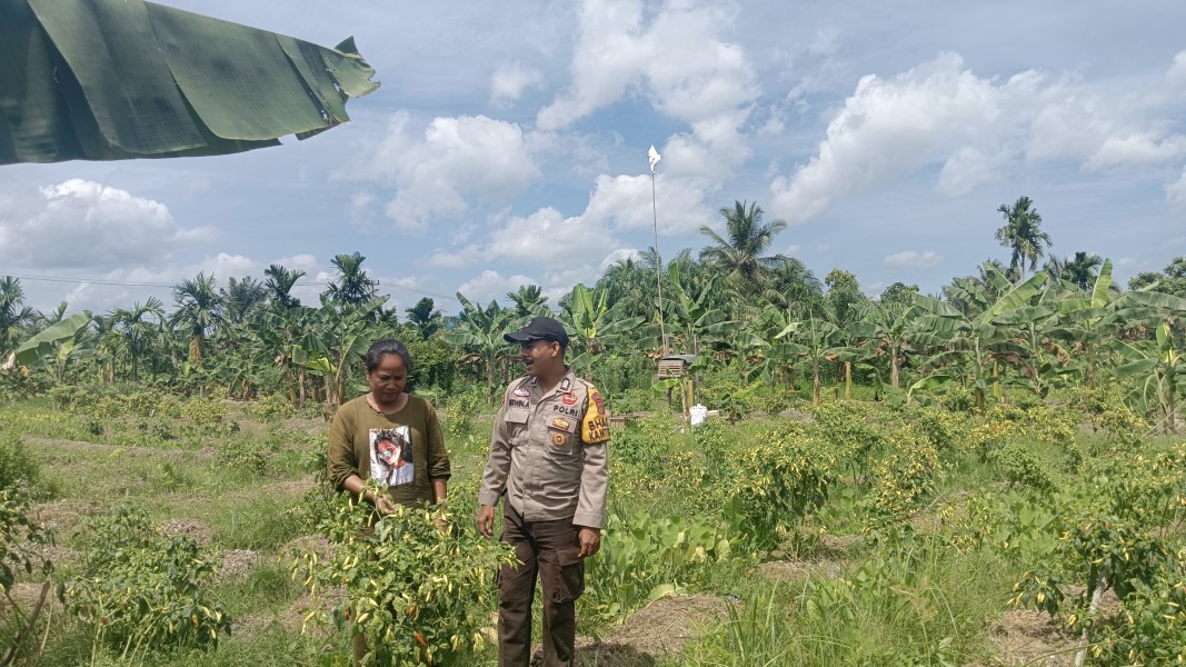 Dukung Ketahanan Pangan, Bhabinkamtibmas Desa Sencalang Sambangi Kebun Cabai Warga