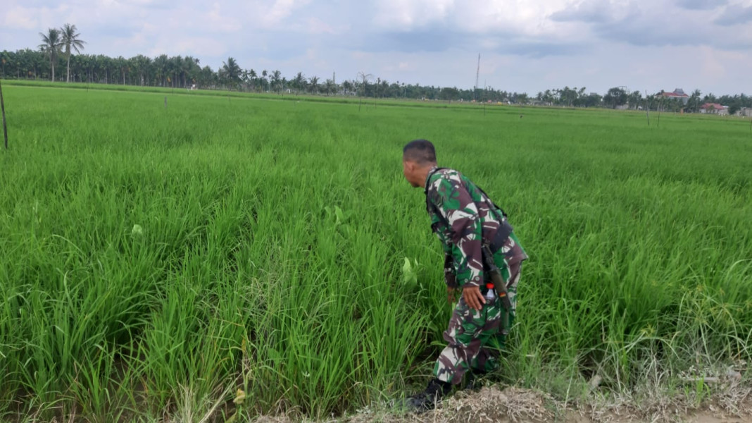 Ciptakan Kebersamaan, Serda Ramli Lakukan Pengecekan Padi Bersama Kelompok Tani Sumber Rezeki