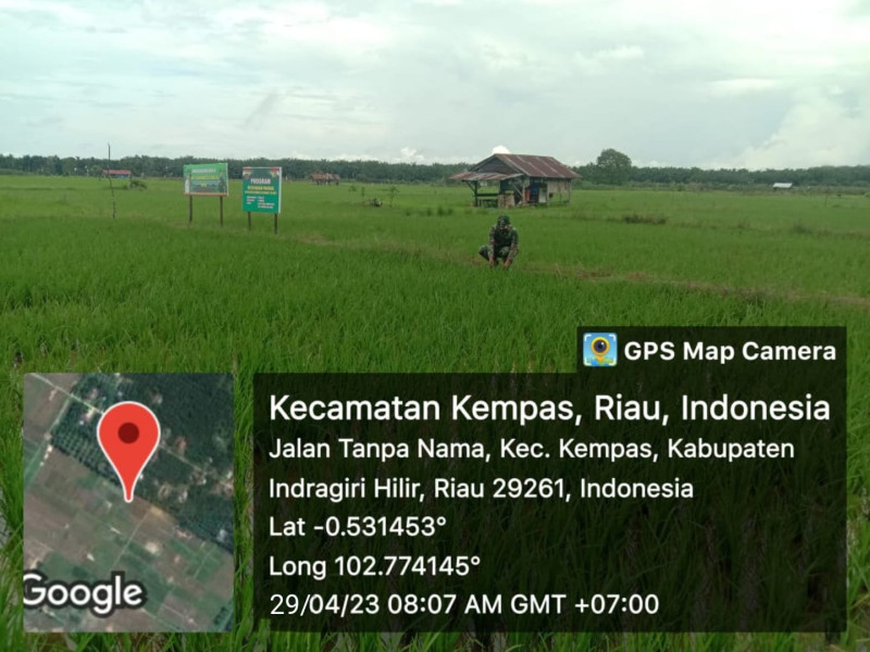 Dukung Tingkat Ketahanan Pangan, Babinsa 03/Tpl Bantu Petani Rawat Padi