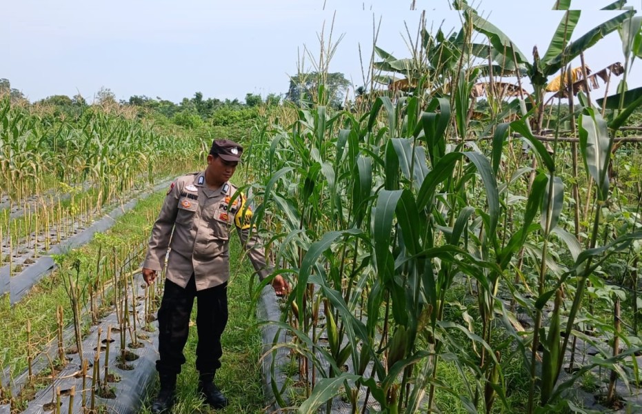 Bhabinkamtibmas Polsek Siak Dukung Ketahanan Pangan, Kunjungi Kebun Jagung Tumpang Sari Warga Binaan di Kampung Langkai