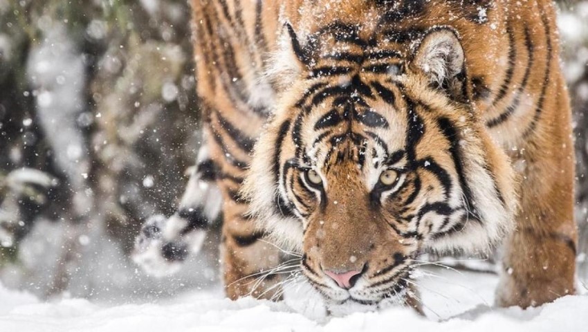Harimau Liar Tertangkap Kamera 2 Kali Melahirkan di Riau
