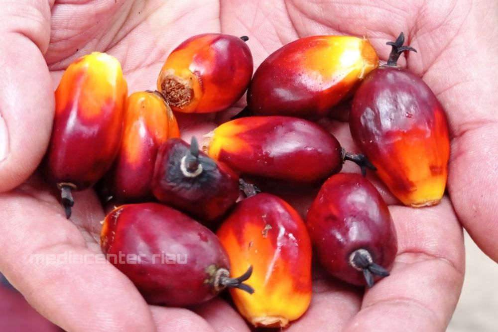 Berikut Harga Sawit Riau periode 07 sampai 13 September 2022