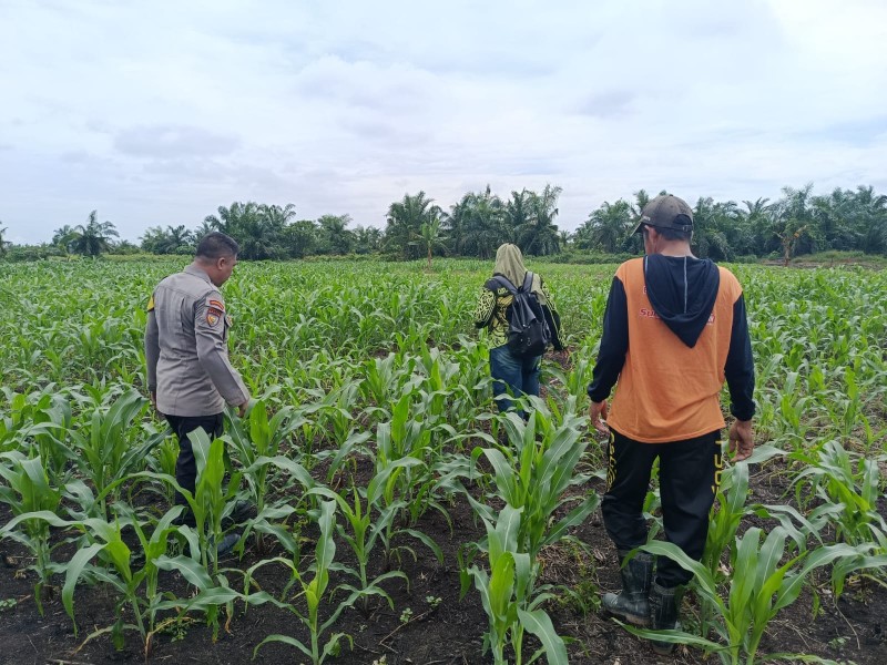 Dari Kebun Jagung Kuala Keritang, Polsek Keritang Tegakkan Semangat Swasembada Pangan