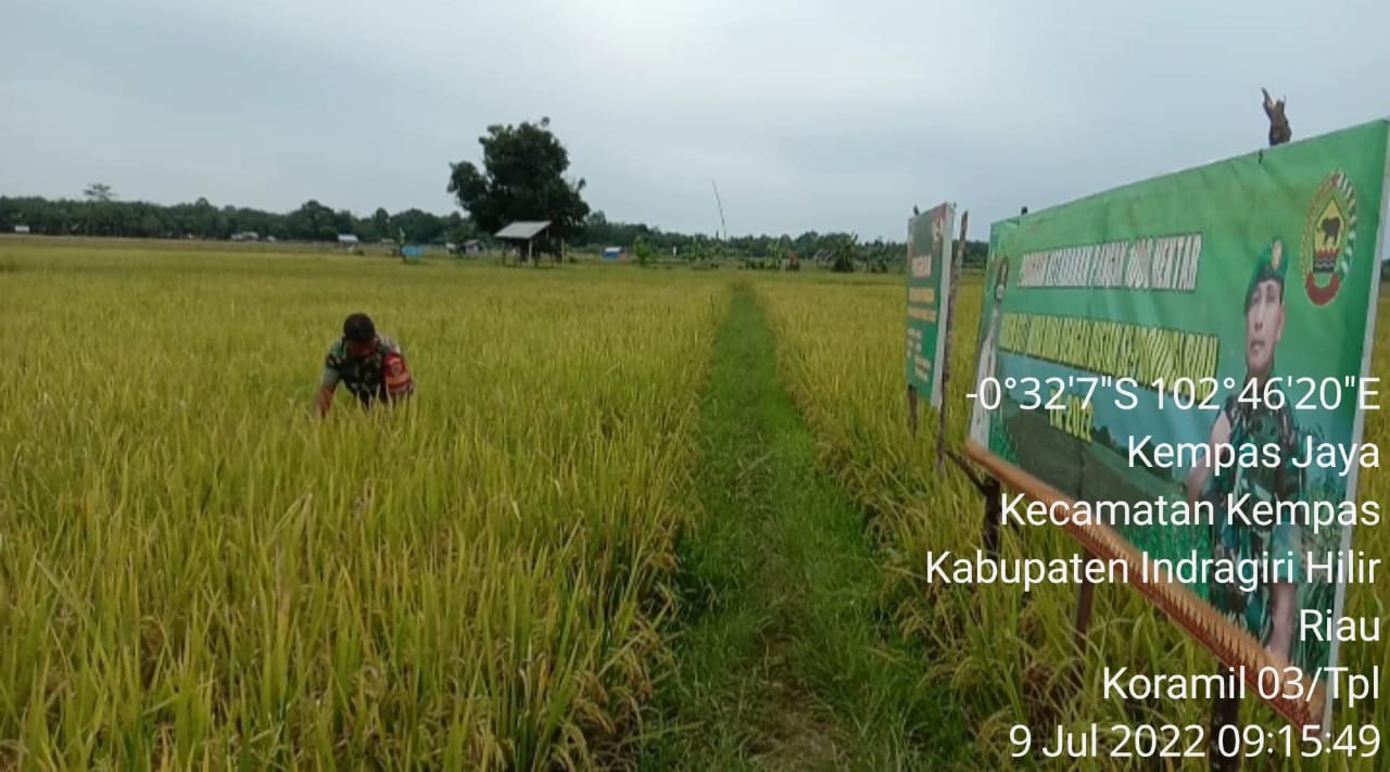 Jelang Idul Adha, Babinsa 03/Tempuling Masih Tetap Bantu Petani