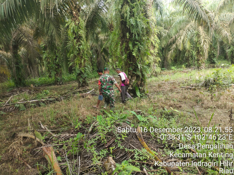 Dengan Pencegahan Karhutla Terus Dilakukan, Babinsa Koramil 09/Kemuning Upayakan Penjagaan Hutan dan Lahan
