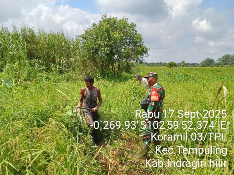 Patroli Karhutla di Tempuling: Babinsa Sertu Wisnu Amankan Tapal Batas dari Karhutla