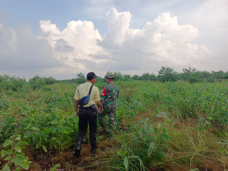 Kopda Chandra Manto Koramil 05/Gas Rutin Laksanakan Patroli Kebakaran Hutan Konsesi Mitigasi Di Kawasan PT.MSK