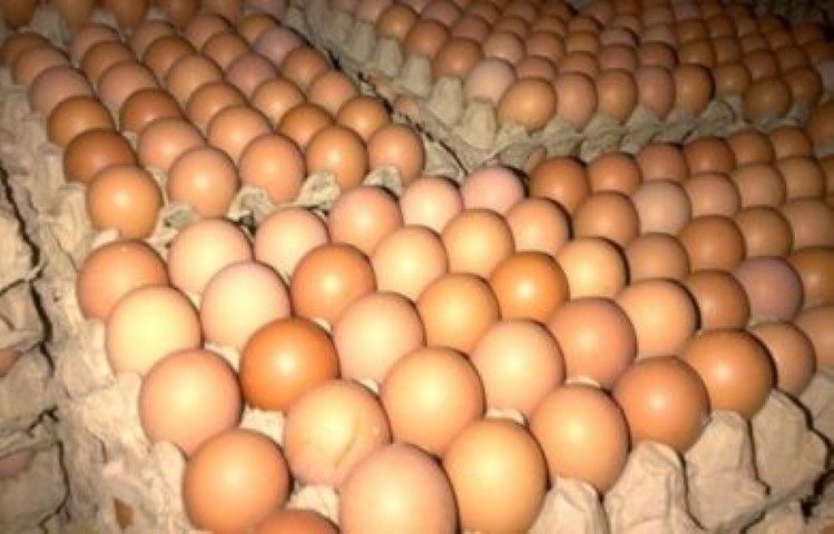 Geger! Telur Ayam Palsu Mulai Beredar di Masyarakat, Polisi Lakukan Ini…