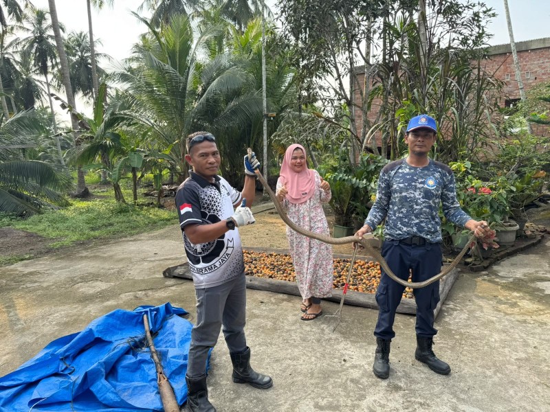Warga Panik Temukan King Kobra di Rumah, Tim Damkar Kecamatan Gas Sigap Evakuasi