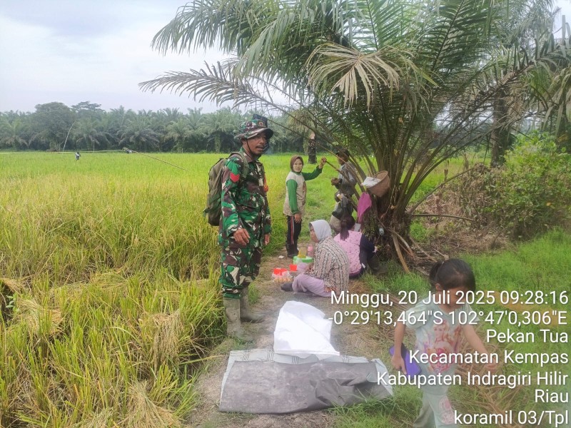 Di Antara Sawah yang Menguning: Kopka RH Tambunan dan Petani Berdiskusi tentang Padi yang Siap Panen
