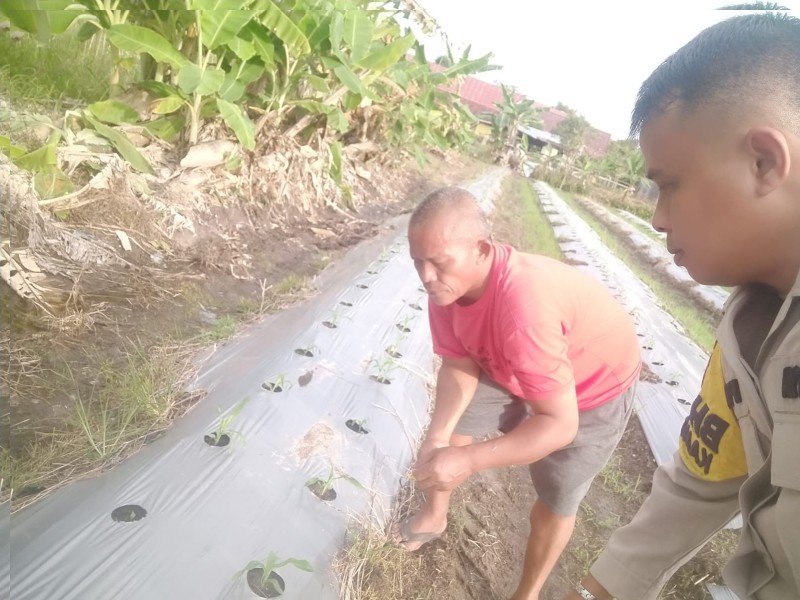 Bhabinkamtibmas Polsek Siak Dampingi Petani Dukung Program Ketahanan Pangan