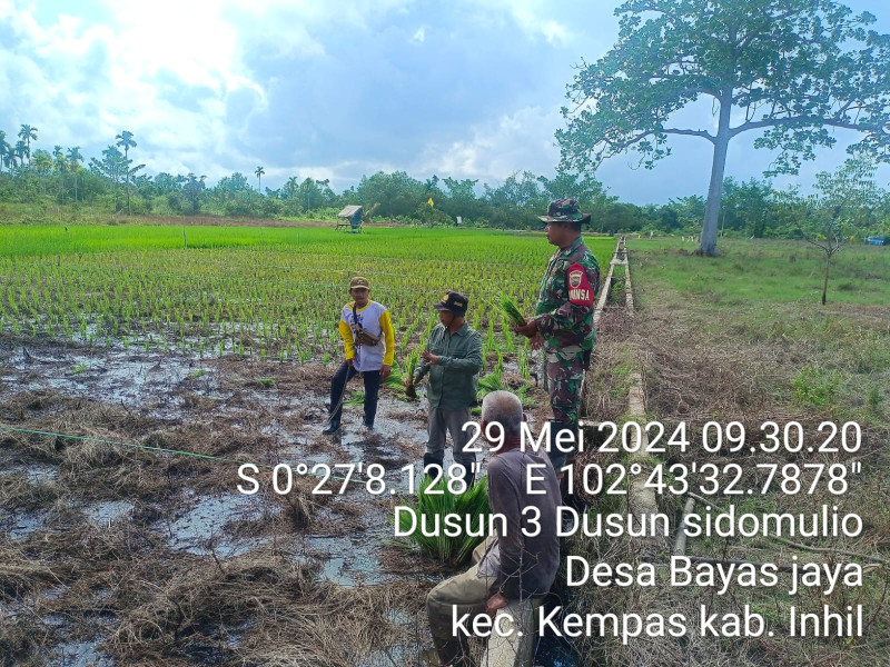 Babinsa Koramil 03/Tpl Komsos Sambil Bantu Petani Tanam Padi