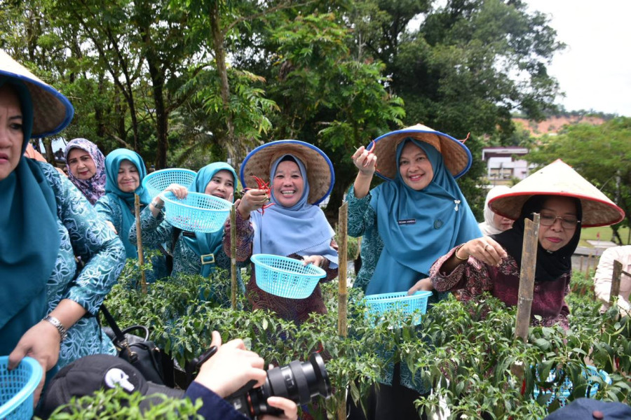 Ricana Djayanti Hambali Dampingi Ketua TP PKK Riau Zuliana Rahman Hadi Lakukan Peninjauan Kebun Cabe Stanum