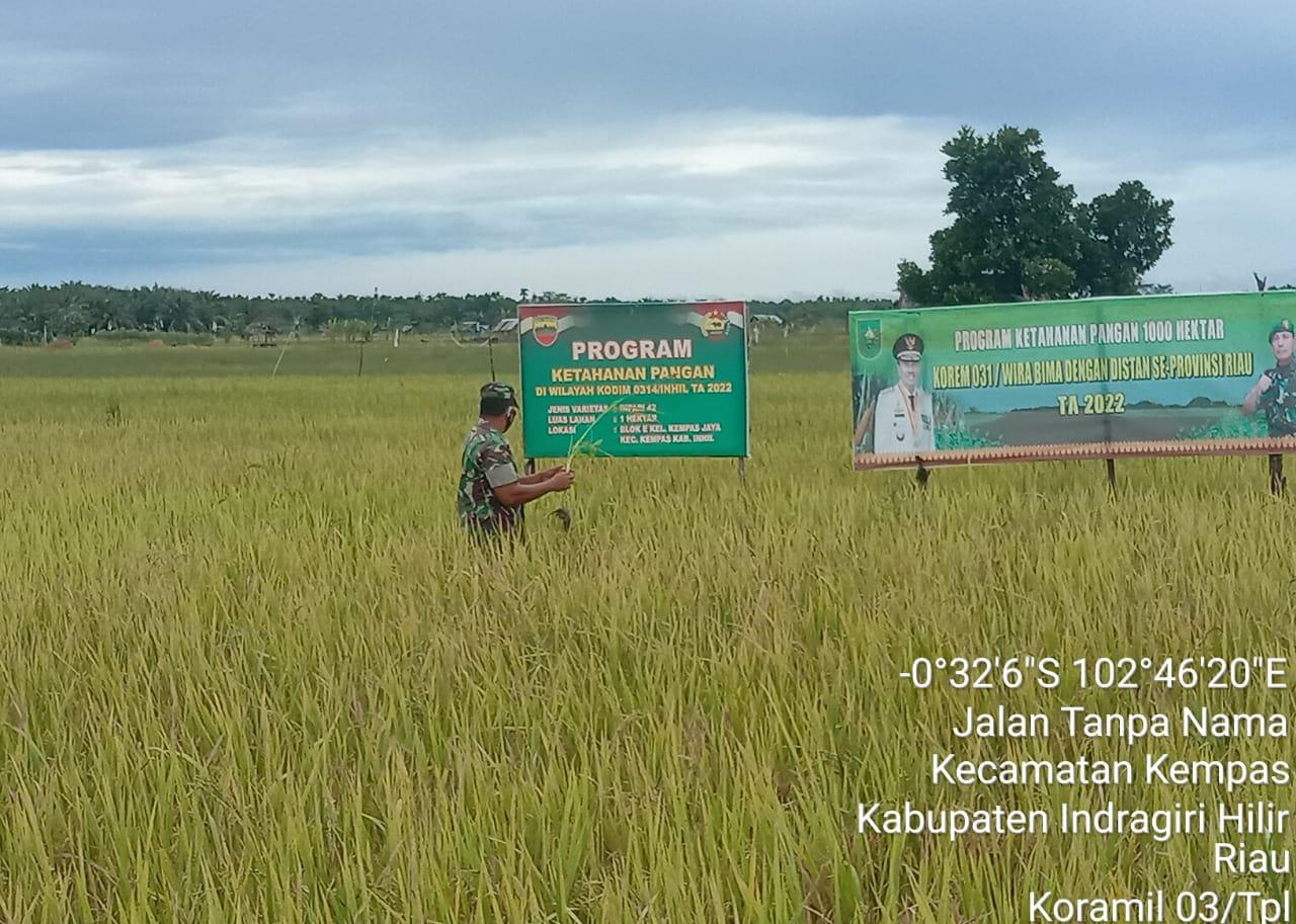 Babinsa 03/Tempuling Sertu Mardia Bersama Petani Pantau Tanamam Padi Yang Memasuki Masa Panen