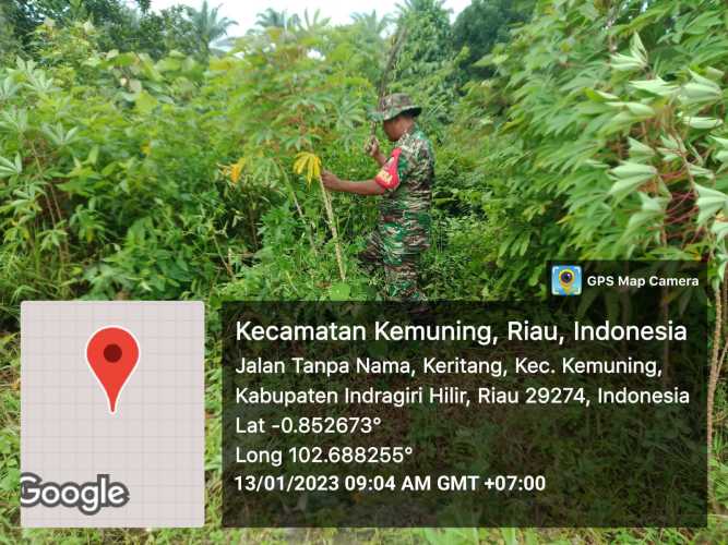 Koramil 09/Kemuning Melihat Perkembangan Tanah dan Ubi