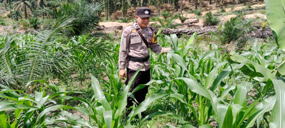 Polsek Kemuning Pastikan Jagung Tumbuh Subur, Siap Dukung Swasembada