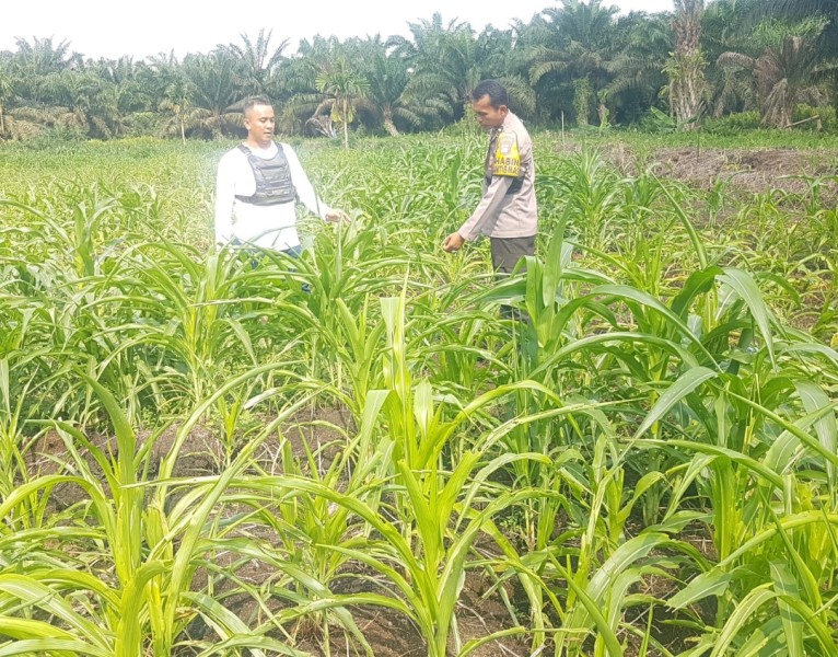 Bhabinkamtibmas Dan Kepala Desa Rambaian Cek Lahan Jagung: Aipda Rahmad Hidayat, Ketahanan Pangan Dimulai Dari Pendampingan