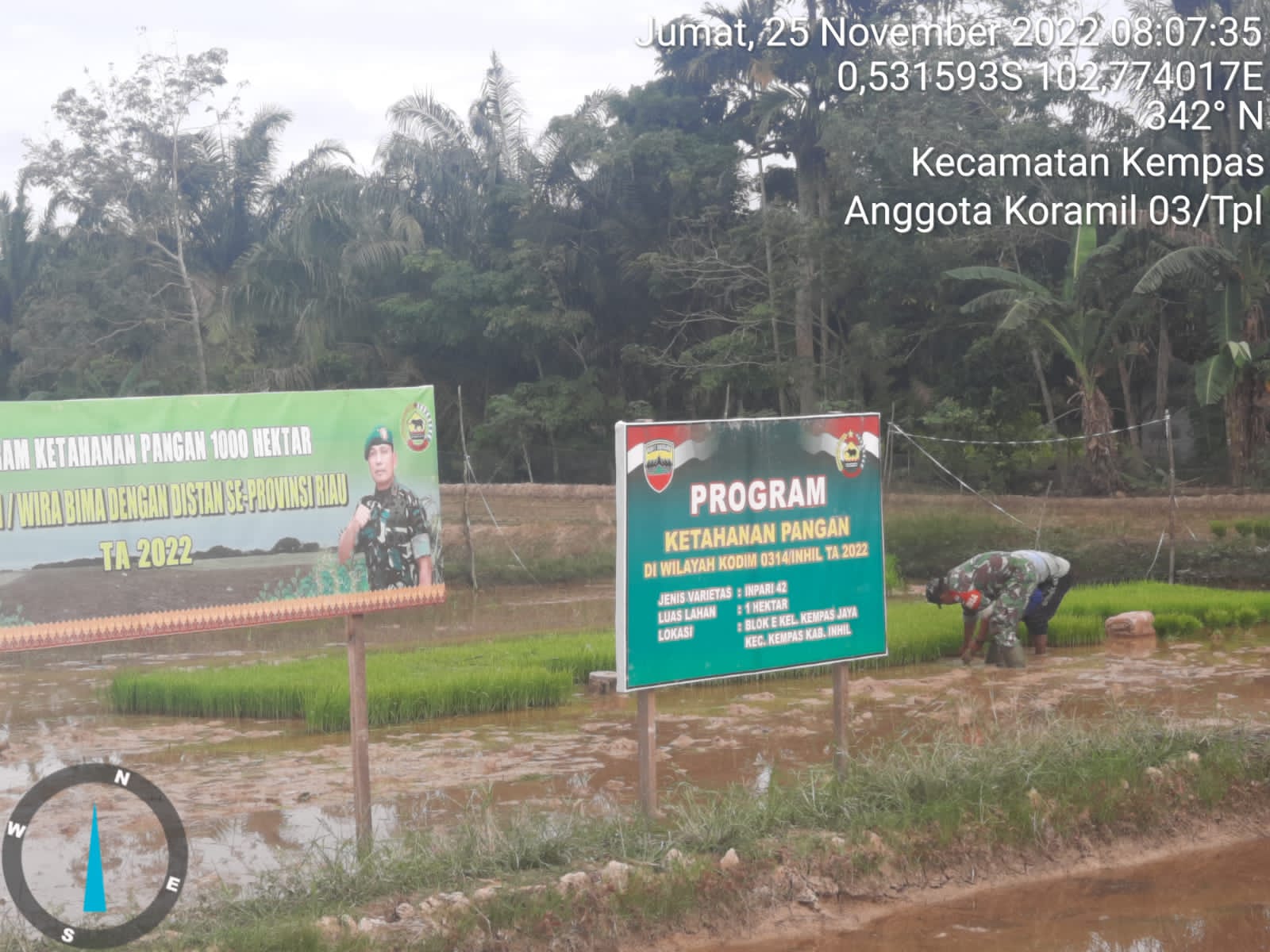 Babinsa 03/Tpl Turun Ke Sawah Bantu Petani Cabut Bibit Padi