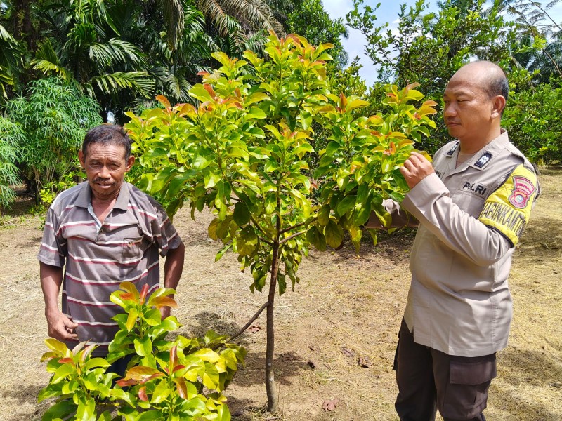 Polsek Kemuning dan Warga Bersinergi Manfaatkan Lahan Terbatas Untuk Pangan Lokal