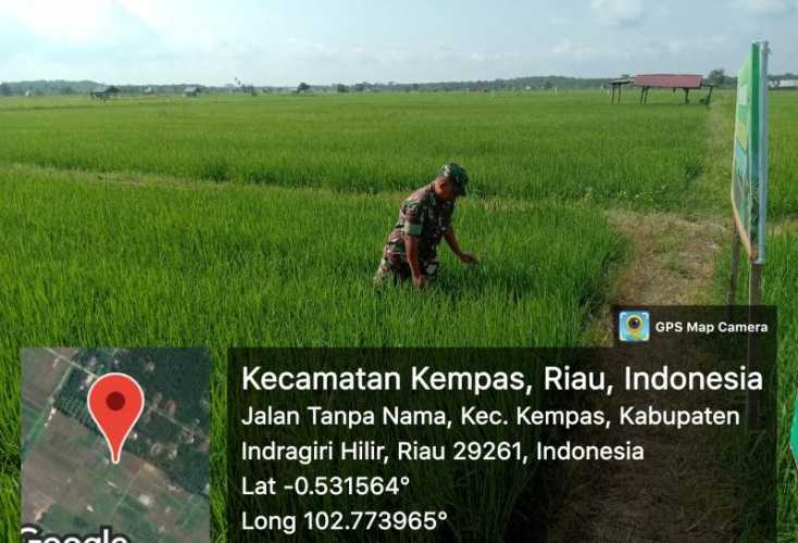 Wujudkan Hanpangan, Babinsa 03/Tpl Dampingi Petani Padi Bersihkan Gulma Padi