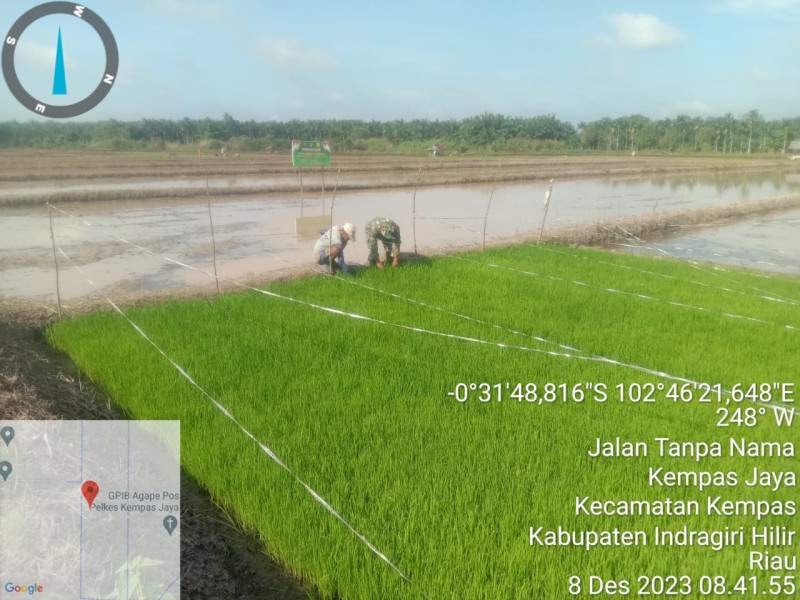 Babinsa 03/Tpl Serma W. Ardian Bersama Poktan Pantau Perkembangan Bibit Padi