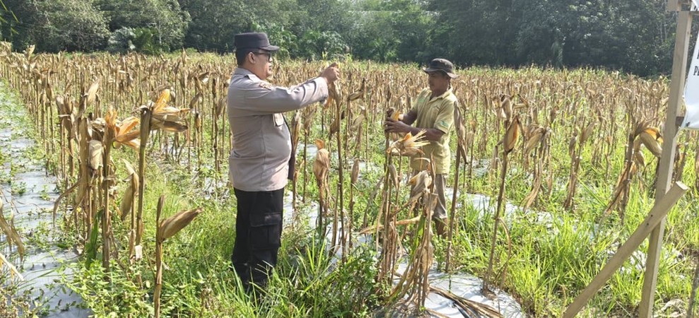 Babinkamtibmas Benteng Hilir, Bripka Fitra Dana Laksanakan Pemantauan Kesiapan Panen Jagung Pipil di Wilayah Binaan