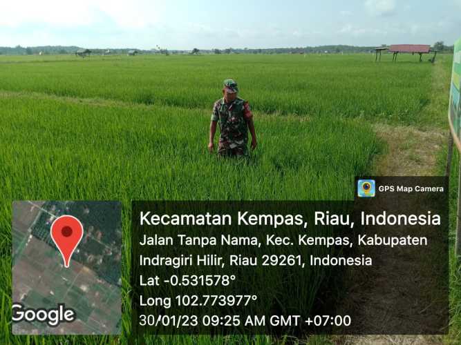 Tak Kenal Lelah, Babinsa Koramil 03/Tpl Sertu Mardia Rutin Pantau Dan Bersihkan Gulma Padi