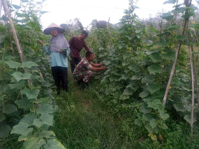 Babinsa Koramil 05/Peranap Tingkatkan Kesejahteraan Petani Sayuran
