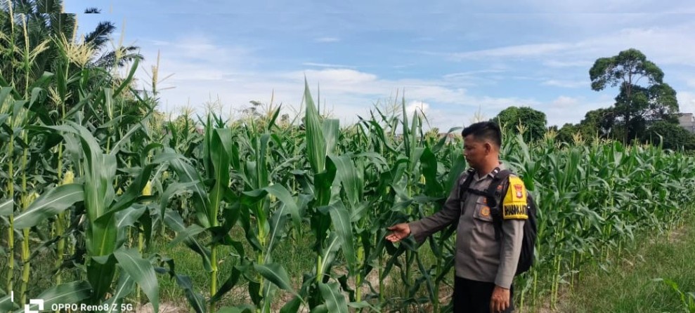 Dukung Program Ketahanan Pangan, Bhabinkamtibmas Polsek Siak, Laksanakan Sambang dan Pemantauan Lahan Jagung