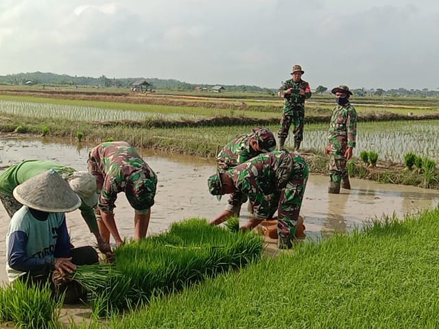 Anggota Koramil 03/Tpl Tanam Padi Bersama Poktan Ingin Makmur